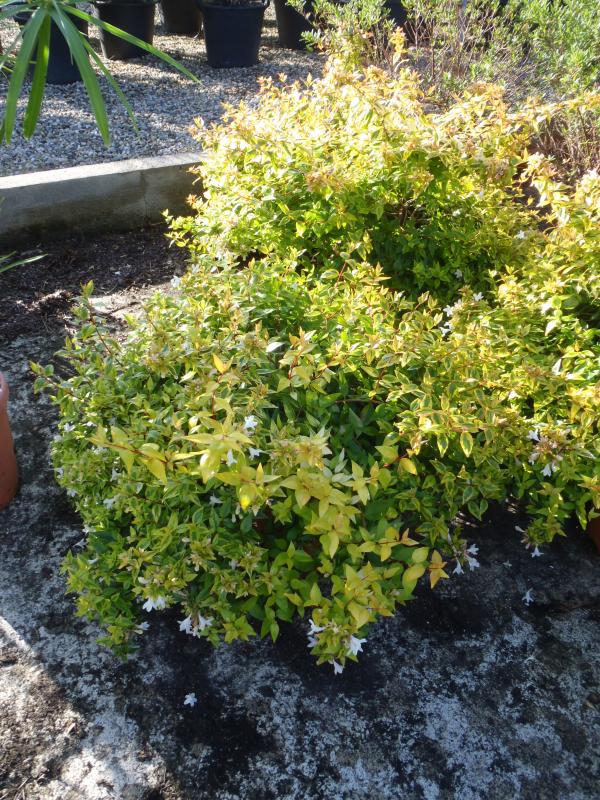 Vente de abelia caprifoliacées - Pépinière La Palmeraie de Mios sur le bassin d'arcachon