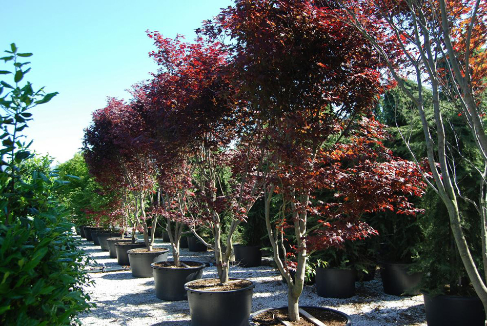 Vente de acer palmatum - Pépinière La Palmeraie de Mios sur le bassin d'arcachon