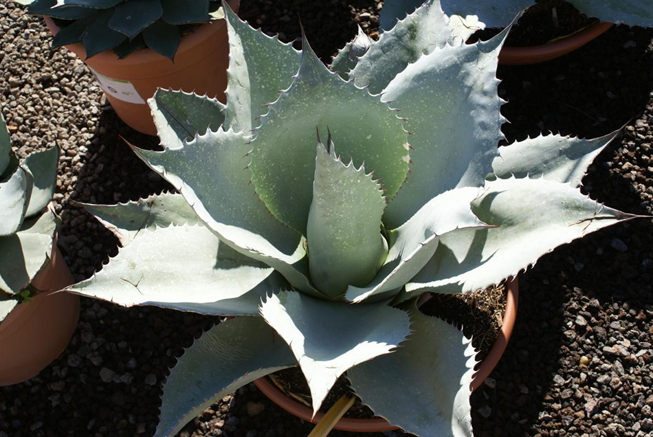 Vente d'agaves - Pépinière La Palmeraie de Mios sur le bassin d'arcachon