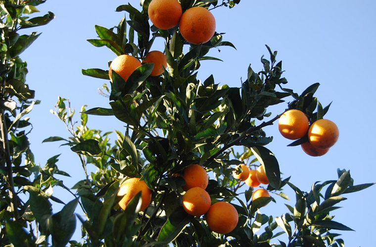 Vente Agrumes pépinière La Palmeraie