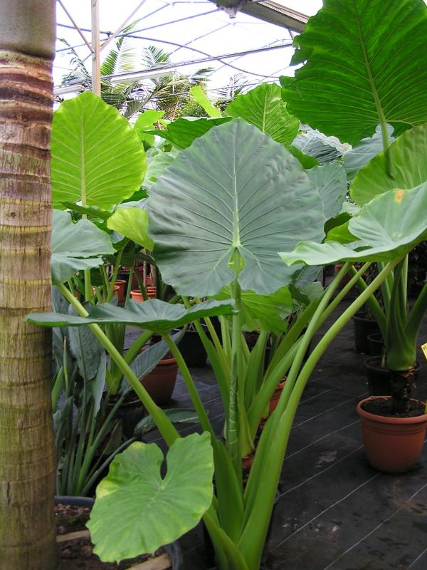 Vente d'alocasia - Pépinière La Palmeraie de Mios sur le bassin d'arcachon