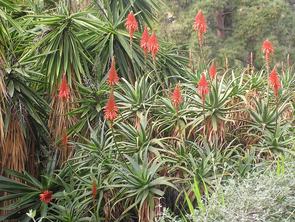 Vente de aloe aloeacées - Pépinière La Palmeraie de Mios sur le bassin d'arcachon