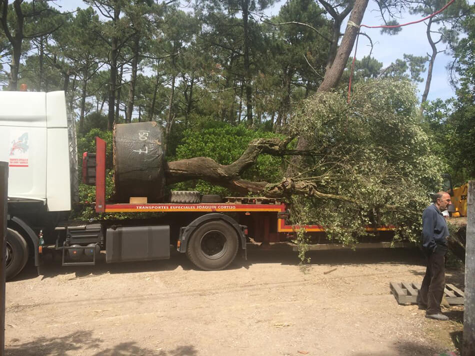 Aménagement arbres paysagés Cap Ferret - pépinière La Palmeraie