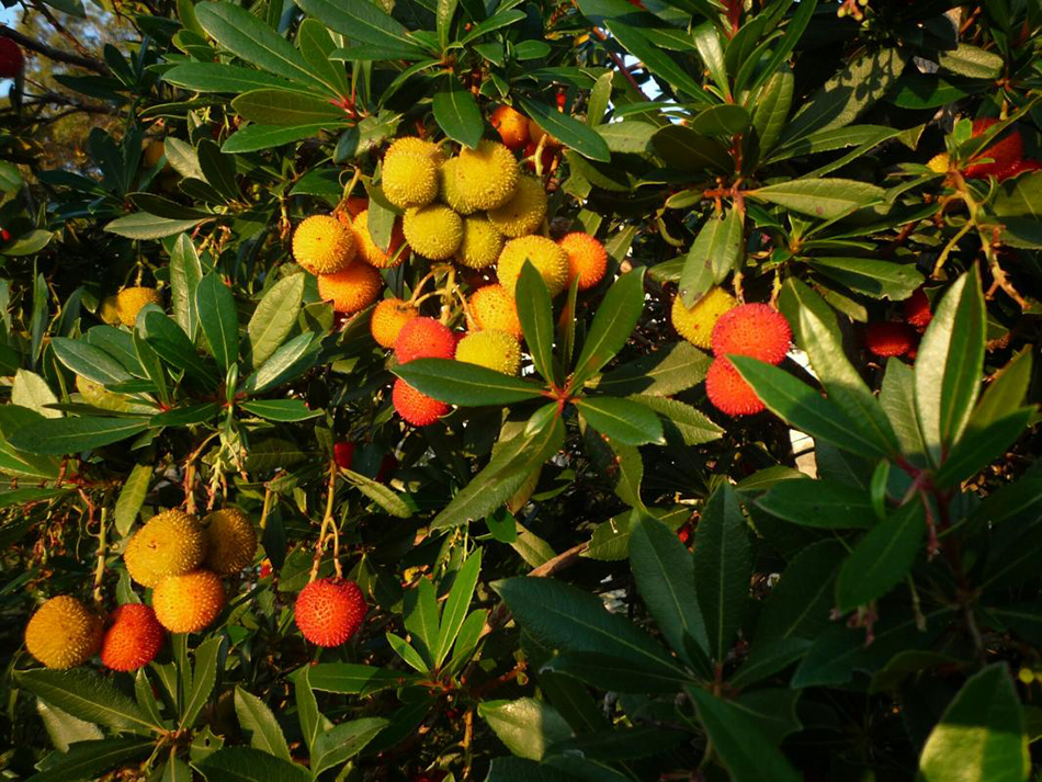 Vente de arbutus ericacées - Pépinière La Palmeraie de Mios sur le bassin d'arcachon