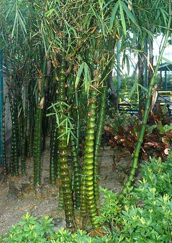 Vente de bambusa - Pépinière La Palmeraie de Mios sur le bassin d'arcachon