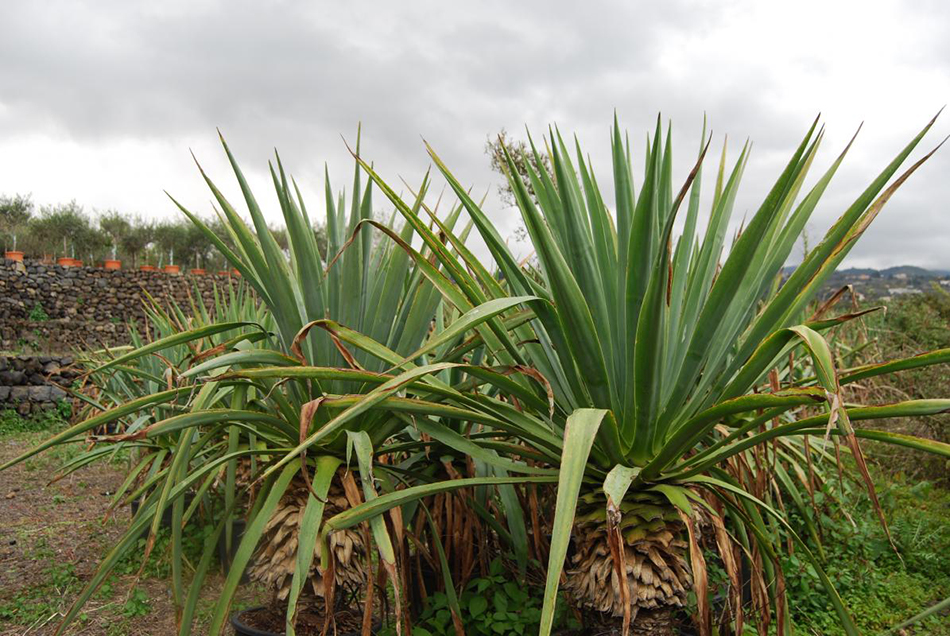 Vente de beschorneria agavacées - Pépinière La Palmeraie de Mios sur le bassin d'arcachon