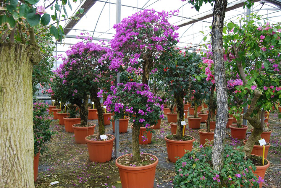 Vente de bougainvillea specto glabra - Pépinière La Palmeraie de Mios sur le bassin d'arcachon