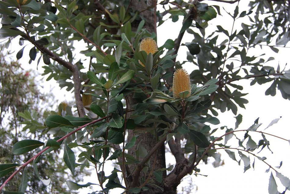 Vente de brachychiton campestris sterculiacées - Pépinière La Palmeraie sur le bassin d'arcachon