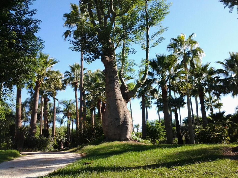 Vente de brachychiton sterculiacées - Pépinière La Palmeraie de Mios sur le bassin d'arcachon