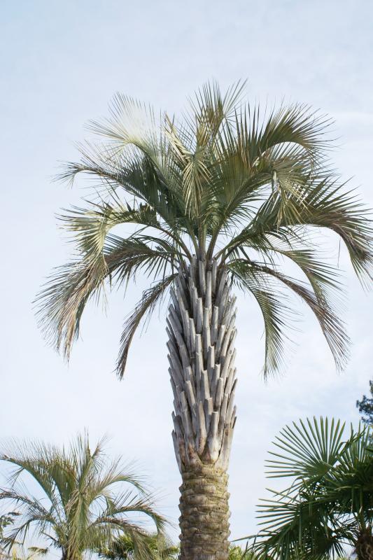 Vente de butia arecacées - Pépinière La Palmeraie de Mios sur le bassin d'arcachon