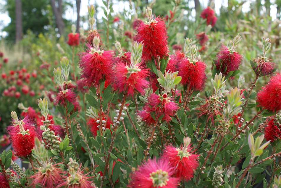 Vente de callistemon myrtacées - Pépinière La Palmeraie de Mios sur le bassin d'arcachon