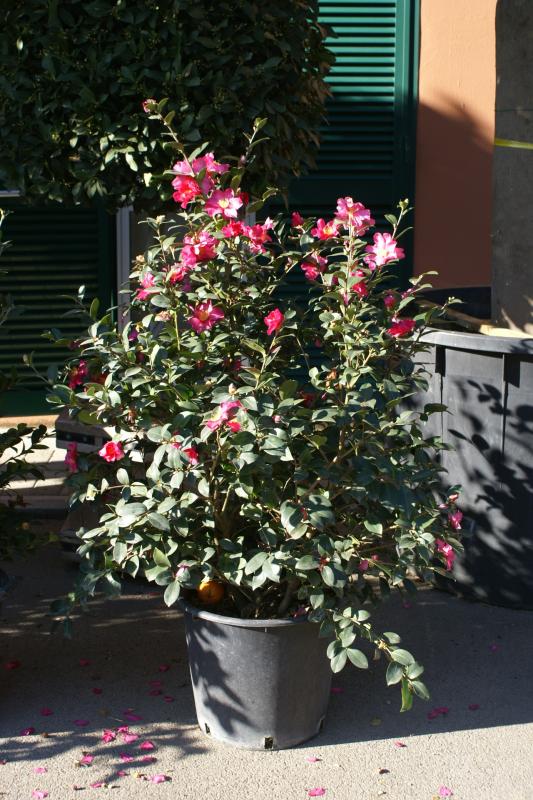 Vente de camellia - Pépinière La Palmeraie de Mios sur le bassin d'arcachon