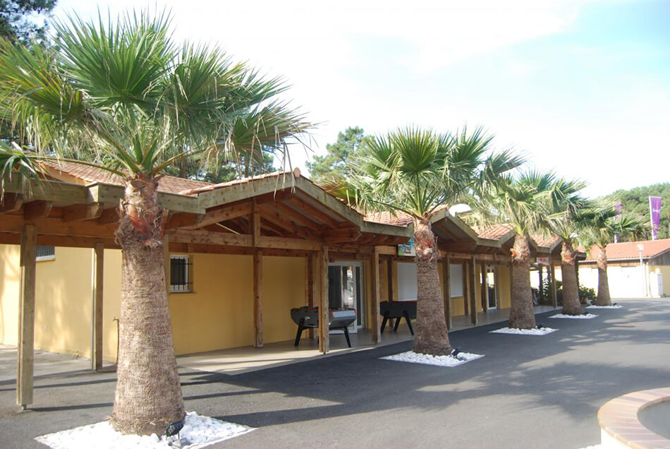 Aménagement Camping Airotel Washingtonia filifera - La Palmeraie