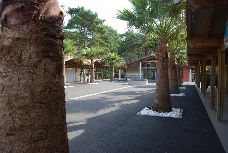 Aménagement Camping Airotel Washingtonia filifera – La Palmeraie