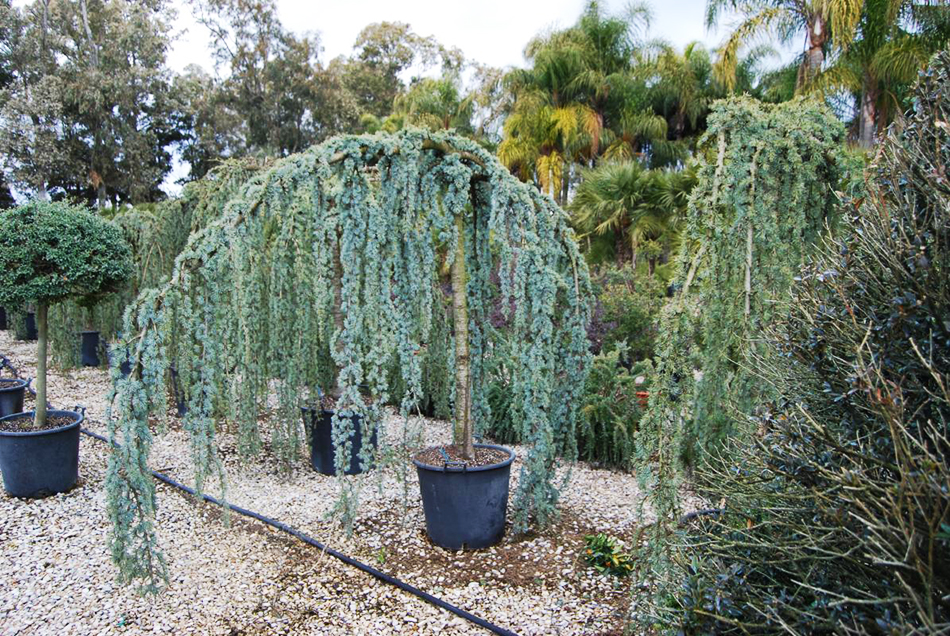 Vente de cedrus pinacées - Pépinière La Palmeraie de Mios sur le bassin d'arcachon