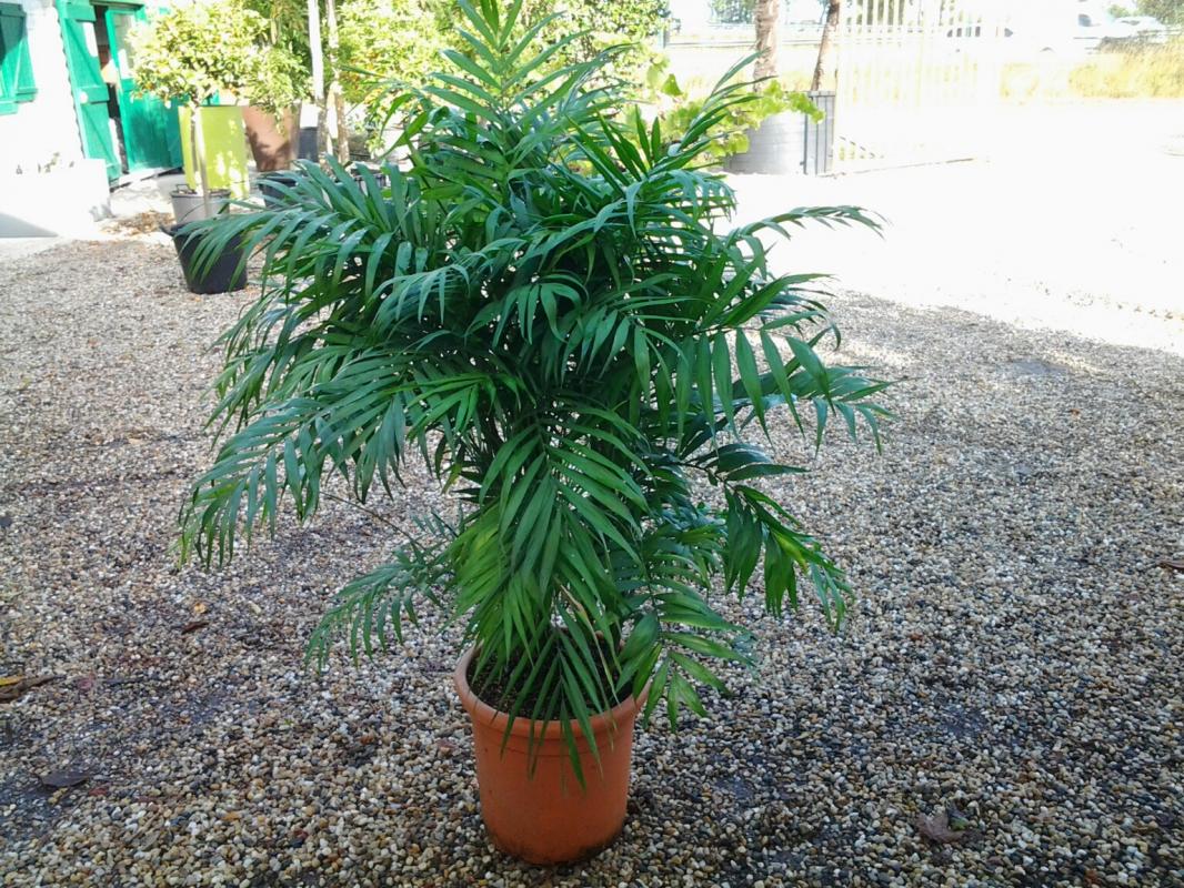 Vente de chamaedorea seifrizii arecacées - Pépinière La Palmeraie sur le bassin d'arcachon