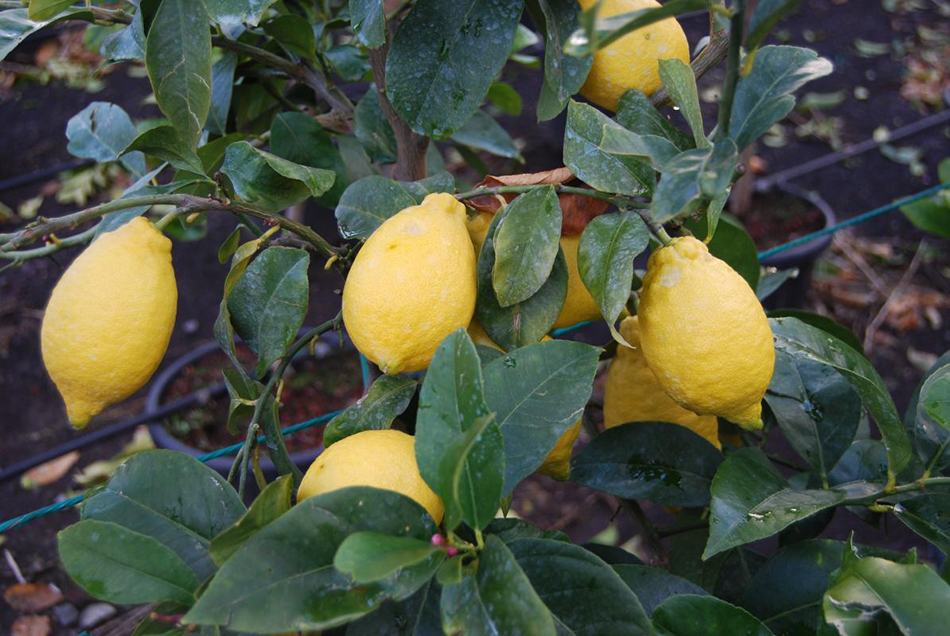 Vente de citrus rutacées - Pépinière La Palmeraie de Mios sur le bassin d'arcachon