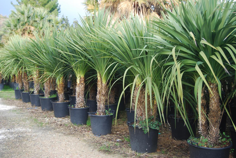 Vente de cordyline liliacées - Pépinière La Palmeraie de Mios sur le bassin d'arcachon