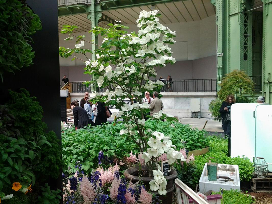 Vente arbre et arbuste cornus pépinière la Palmeraie