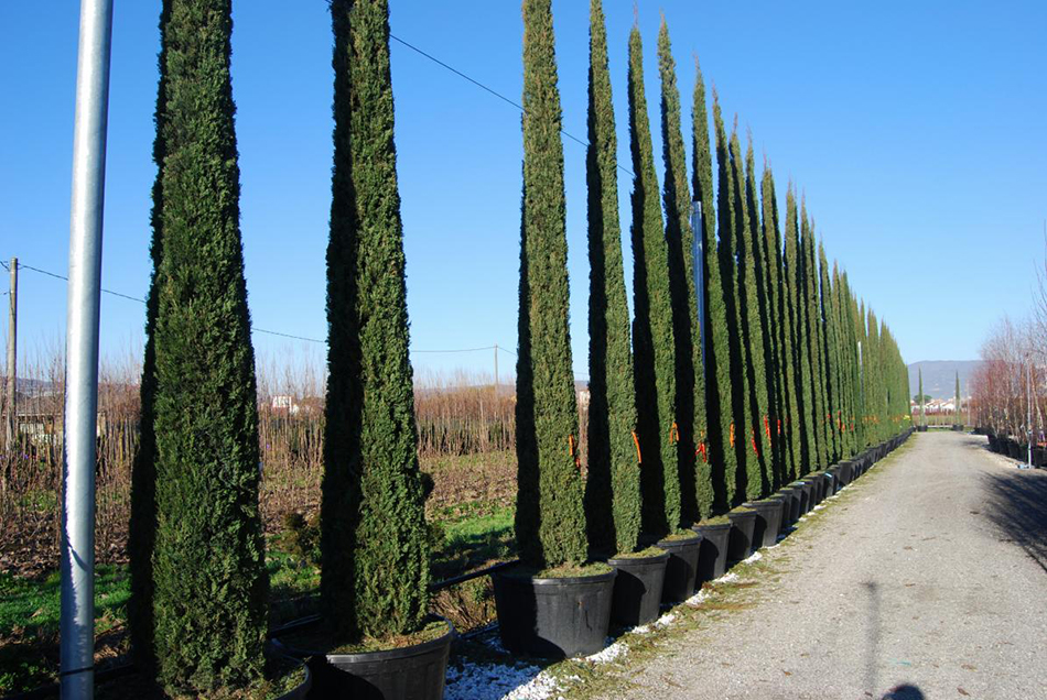 Vente de cupressus cupressacées - Pépinière La Palmeraie de Mios sur le bassin d'arcachon