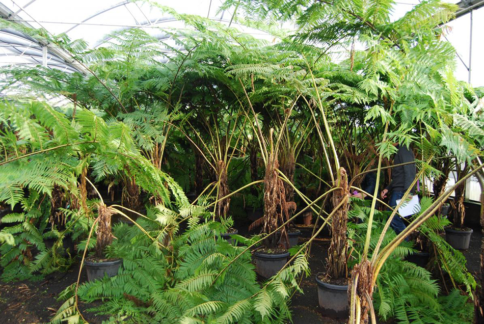 Vente de cyathea cyatheacées - Pépinière La Palmeraie de Mios sur le bassin d'arcachon