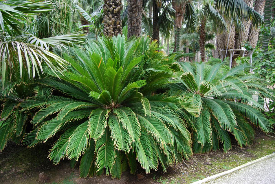 Vente de cycas cycadacées - Pépinière La Palmeraie de Mios sur le bassin d'arcachon