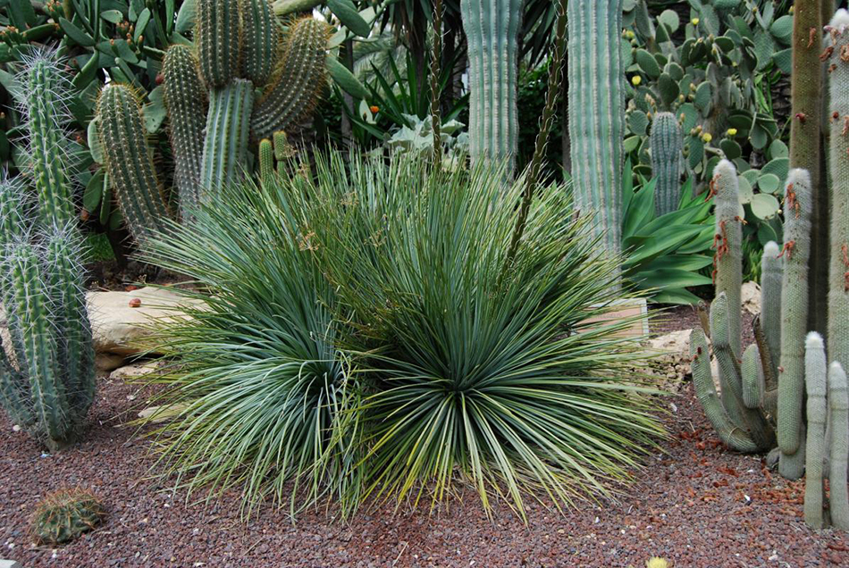 Vente de dasylyrion agavacées - Pépinière La Palmeraie de Mios sur le bassin d'arcachon