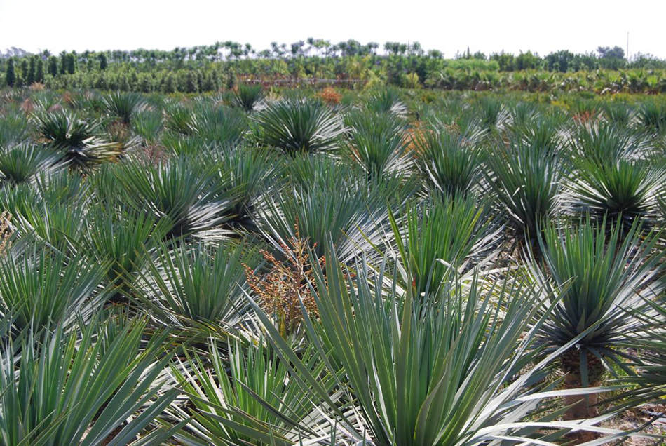 Vente de dracaena liliacées - Pépinière La Palmeraie de Mios sur le bassin d'arcachon