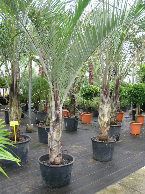 Vente de dypsis arecacées - Pépinière La Palmeraie de Mios sur le bassin d'arcachon