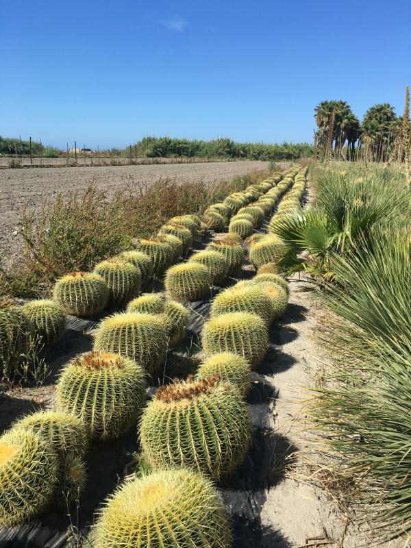 Vente de echinocactus cactacées - Pépinière La Palmeraie de Mios sur le bassin d'arcachon