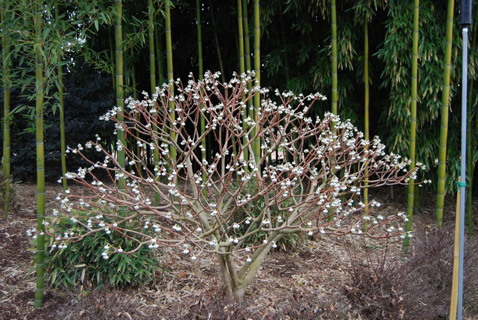 Vente de edgworthia thymeleacées - Pépinière La Palmeraie de Mios sur le bassin d'arcachon