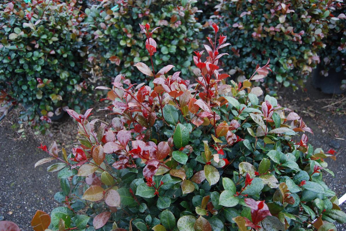 Vente de eugenia myrtifolia myrtacées - Pépinière La Palmeraie sur le bassin d'arcachon