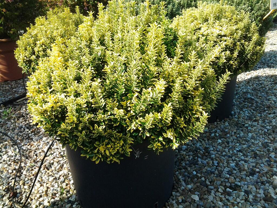 Vente de euonymus celastracées - Pépinière La Palmeraie de Mios sur le bassin d'arcachon