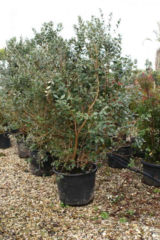 Vente de feijoa myrtacées - Pépinière La Palmeraie de Mios sur le bassin d'arcachon