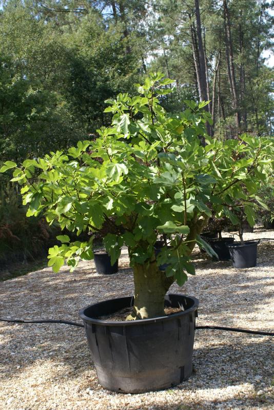 Vente de ficus carica - Pépinière La Palmeraie de Mios sur le bassin d'arcachon