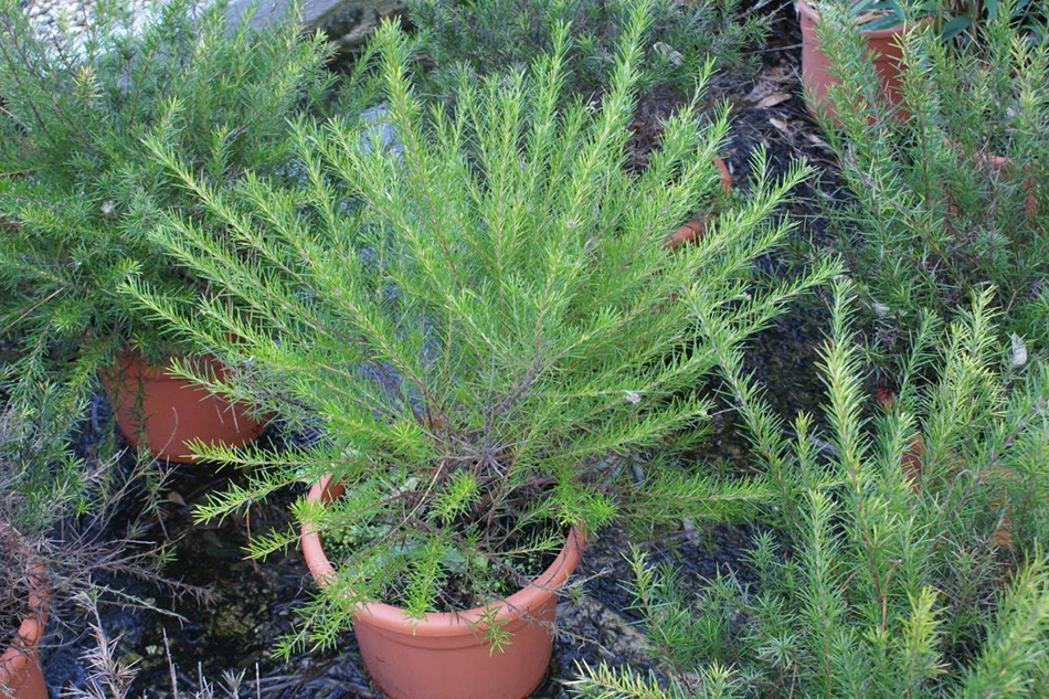 Vente de grevillea protacées - Pépinière La Palmeraie de Mios sur le bassin d'arcachon