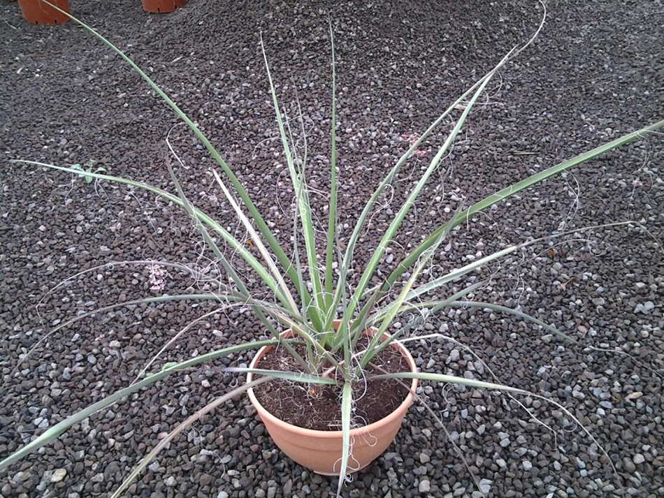 Vente de hesperaloe agavacées - Pépinière La Palmeraie de Mios sur le bassin d'arcachon