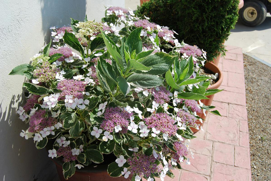 Vente de hydrangea hydrangeacées - Pépinière La Palmeraie de Mios sur le bassin d'arcachon