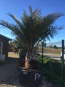 Vente de jubutia arecacées - Pépinière La Palmeraie de Mios sur le bassin d'arcachon