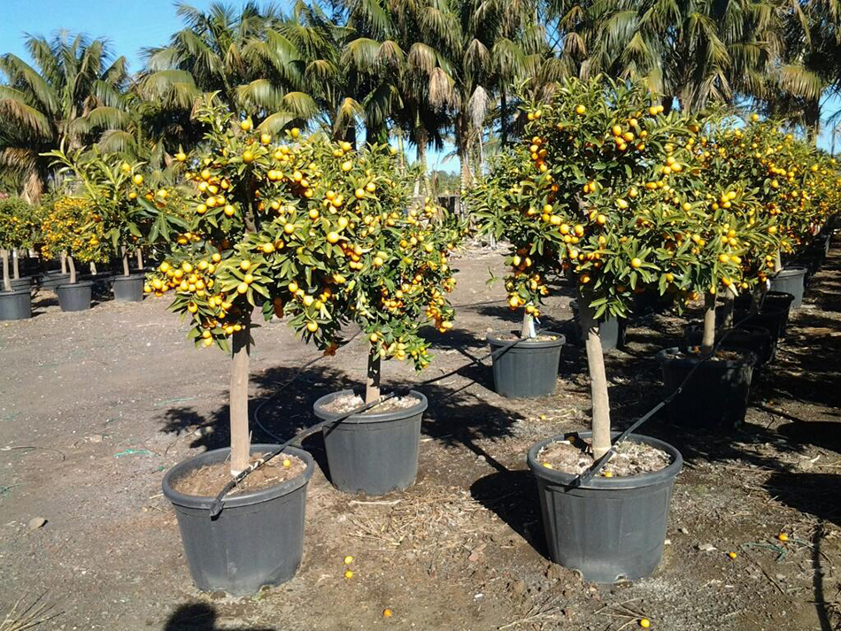 Vente de kumquat rutacées - Pépinière La Palmeraie de Mios sur le bassin d'arcachon