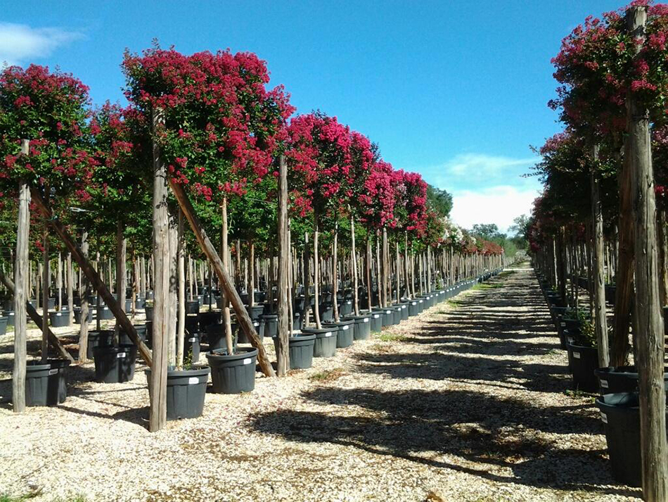 Vente de lagerstroemia lythracées - Pépinière La Palmeraie de Mios sur le bassin d'arcachon