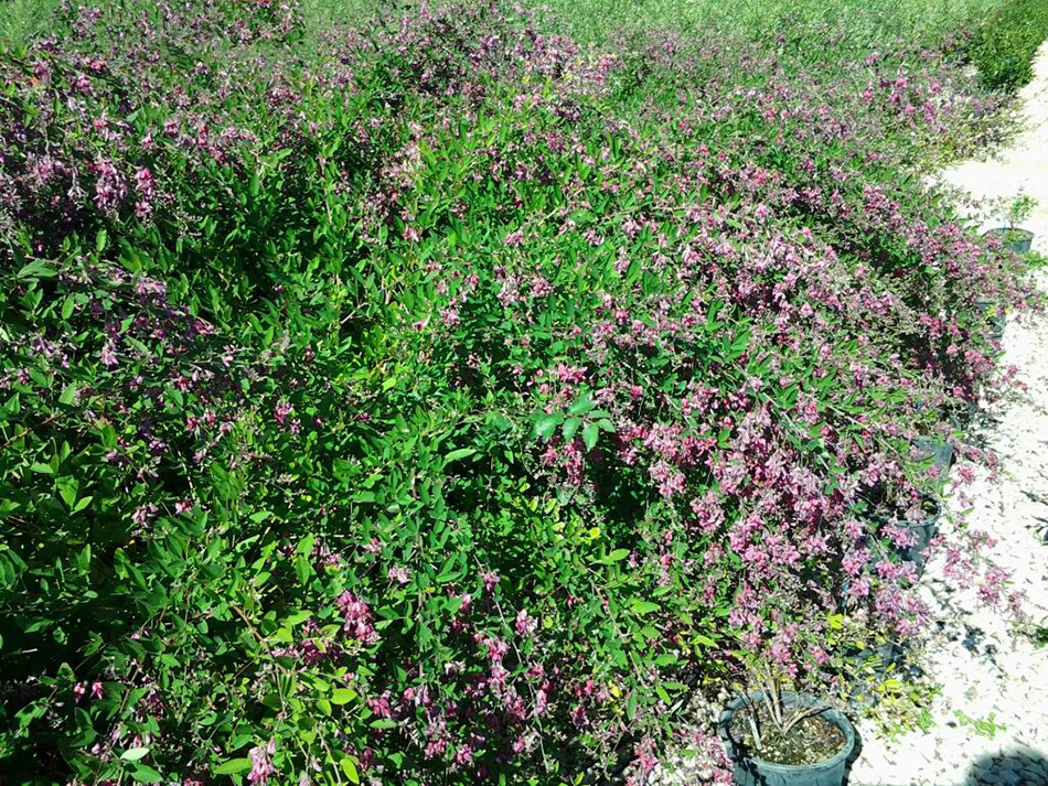 Vente de lespedeza thunbergi - Pépinière La Palmeraie de Mios sur le bassin d'arcachon