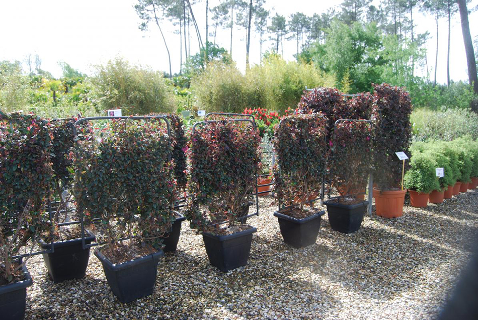 Vente de loropetalum hamamelidacées - Pépinière La Palmeraie sur le bassin d'arcachon