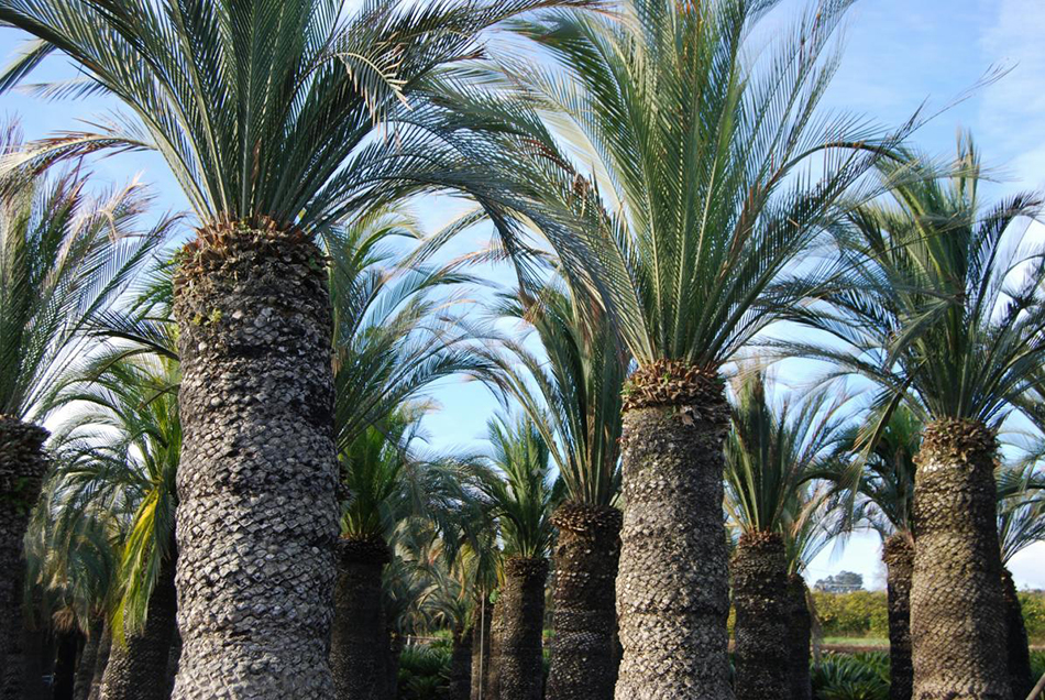 Vente de macrozamia zamiacées - Pépinière La Palmeraie de Mios sur le bassin d'arcachon