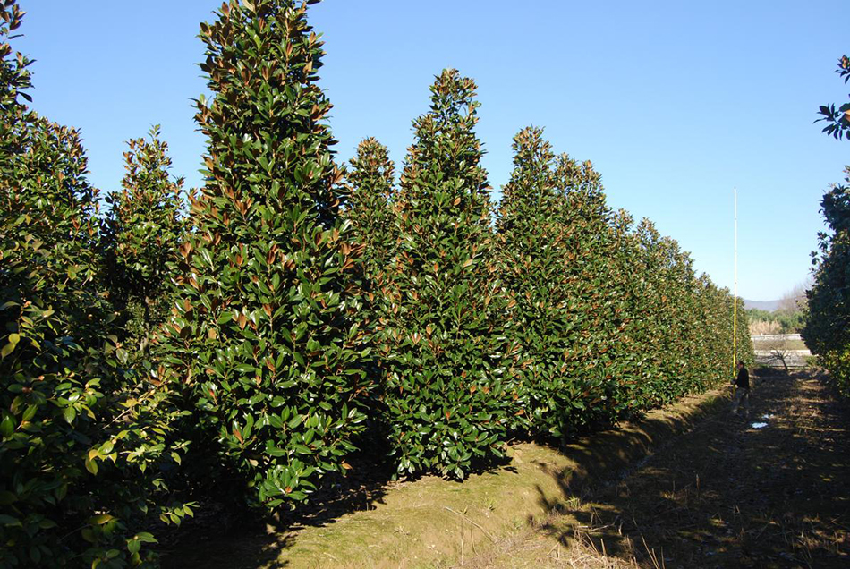 Vente de magnolia magnoliacées - Pépinière La Palmeraie de Mios sur le bassin d'arcachon