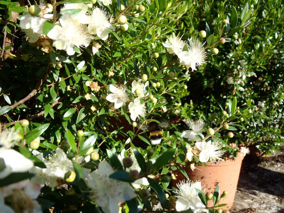 Vente de myrtus myrtacées - Pépinière La Palmeraie de Mios sur le bassin d'arcachon