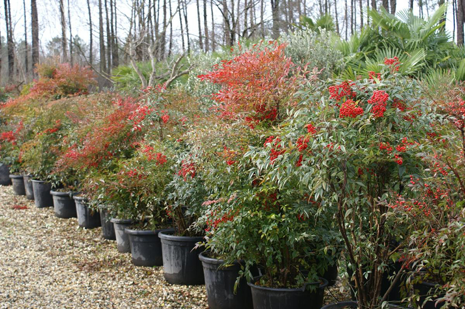 Vente de nandina berberidacées - Pépinière La Palmeraie de Mios sur le bassin d'arcachon