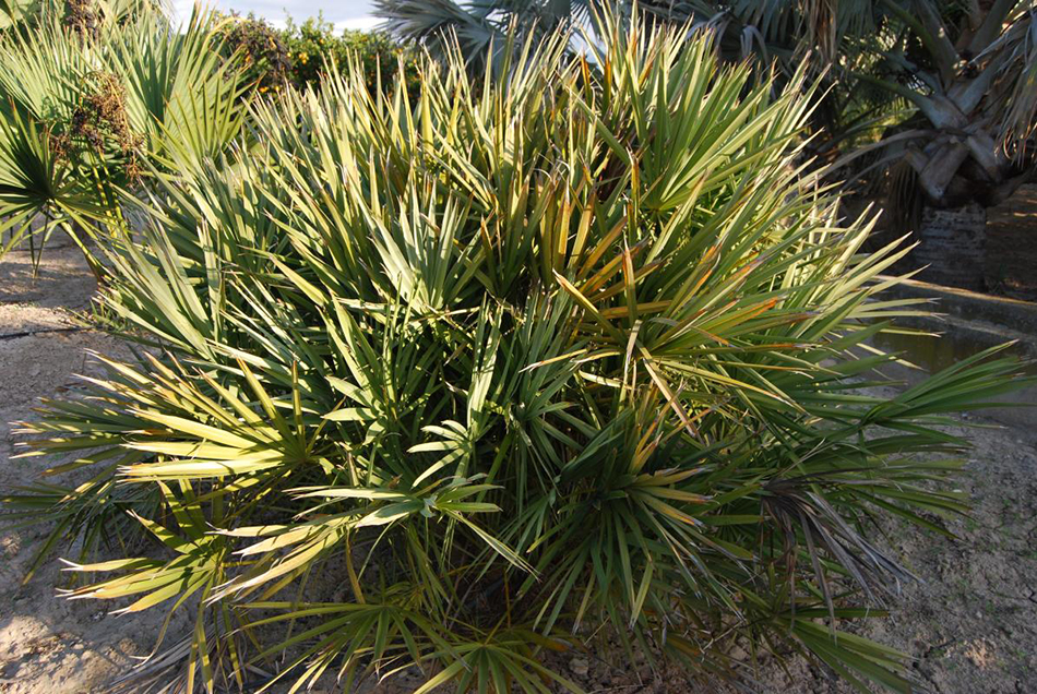 Vente de nannorrhops arecacées - Pépinière La Palmeraie de Mios sur le bassin d'arcachon