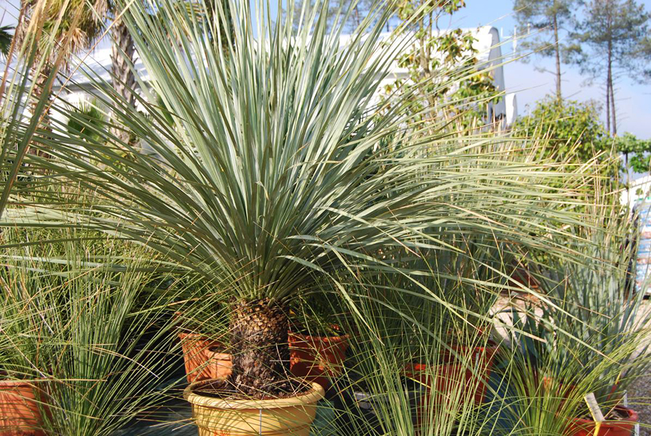 Vente de nolina agavacées - Pépinière La Palmeraie de Mios sur le bassin d'arcachon