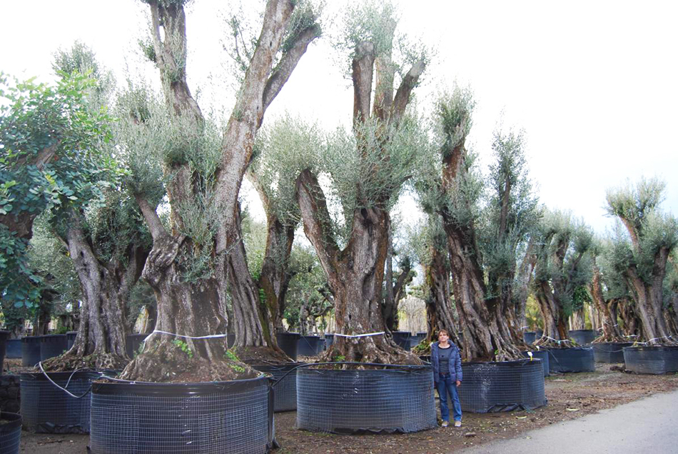 Vente de olea oleacées - Pépinière La Palmeraie de Mios sur le bassin d'arcachon